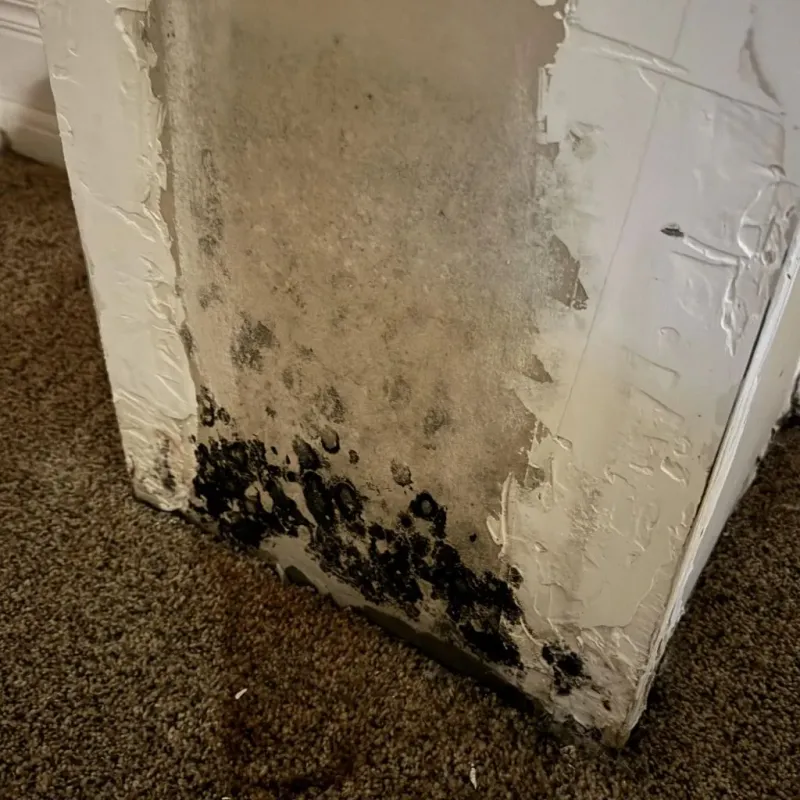 Professional Mold Removal in Portage, WI